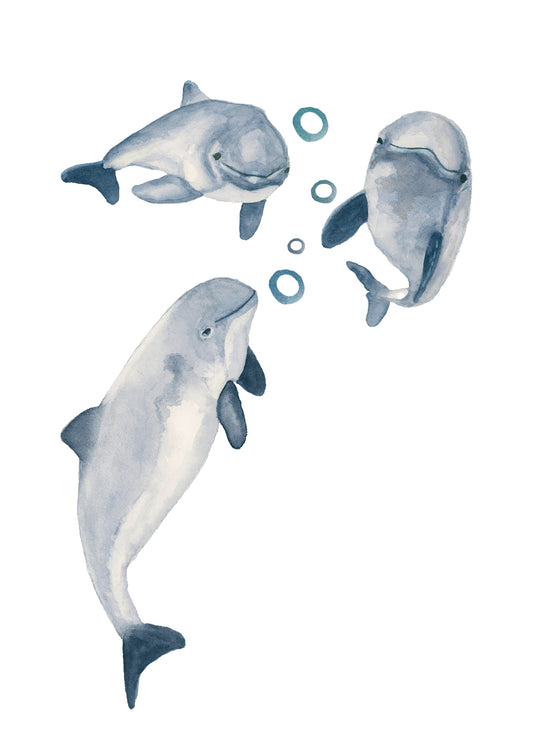 Harbor Porpoise