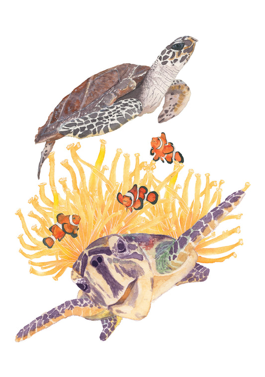 Hawksbill Turtle