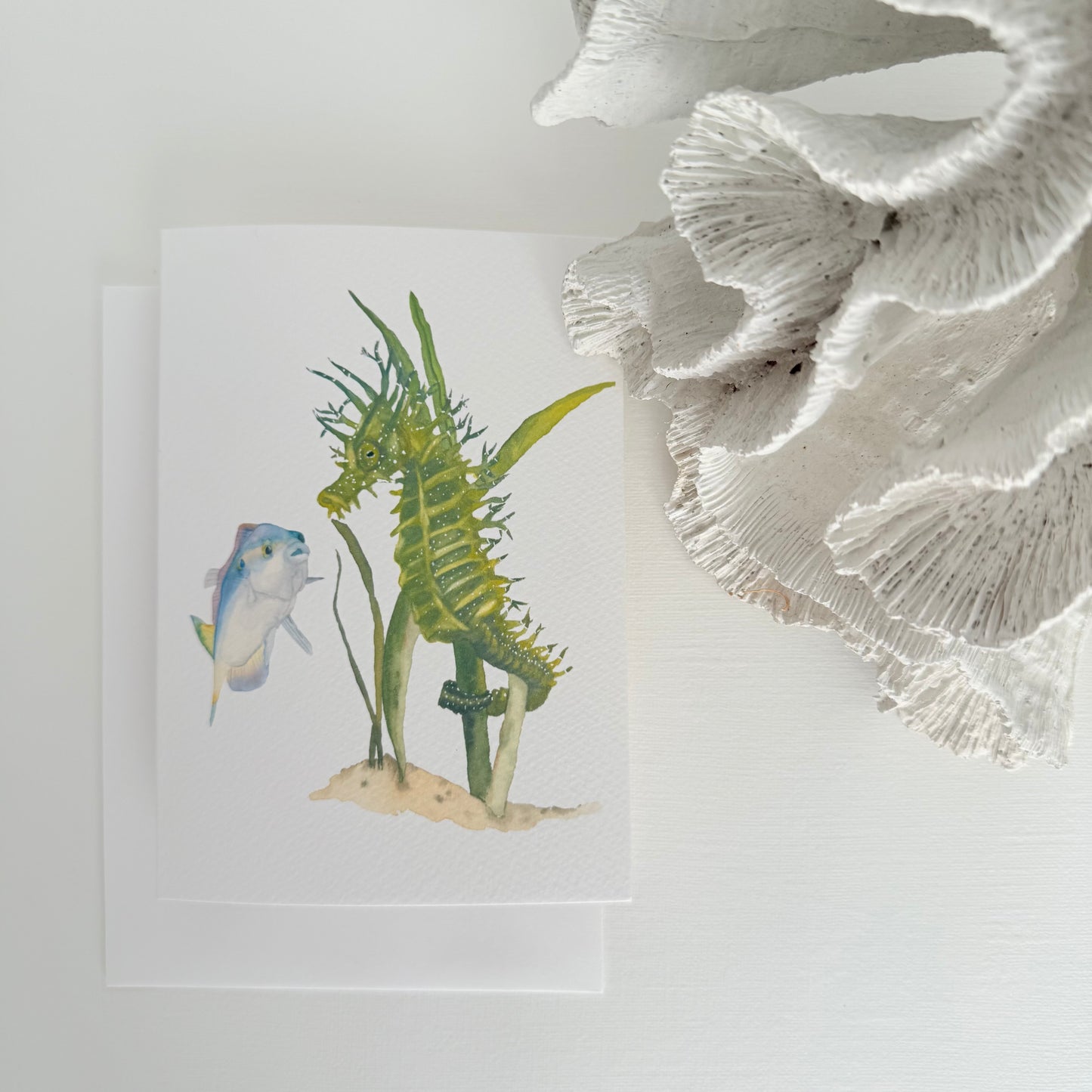 Spiny Seahorse