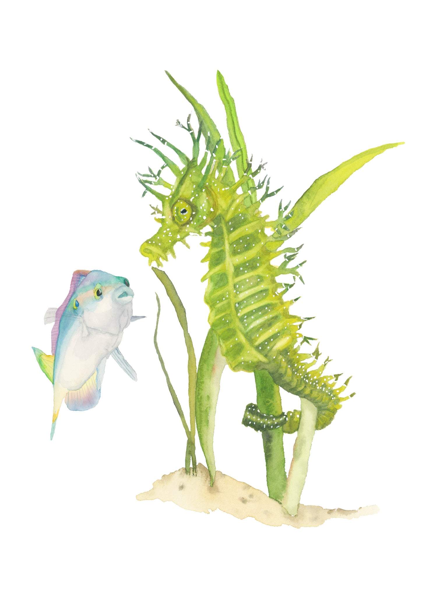 Spiny Seahorse