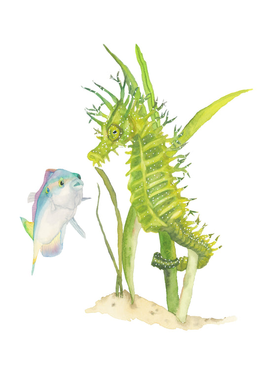 Spiny Seahorse